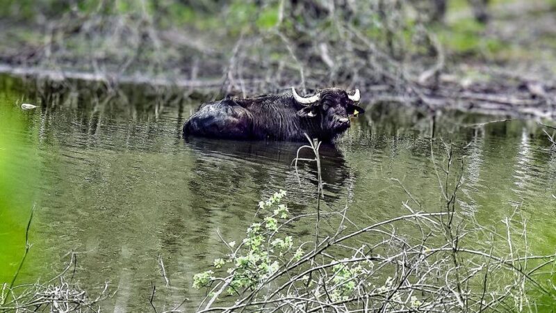 Naturschutzgebiet Hornpottweg: Auf „Expedition“ zu den Leverkusener Wasserbüffeln