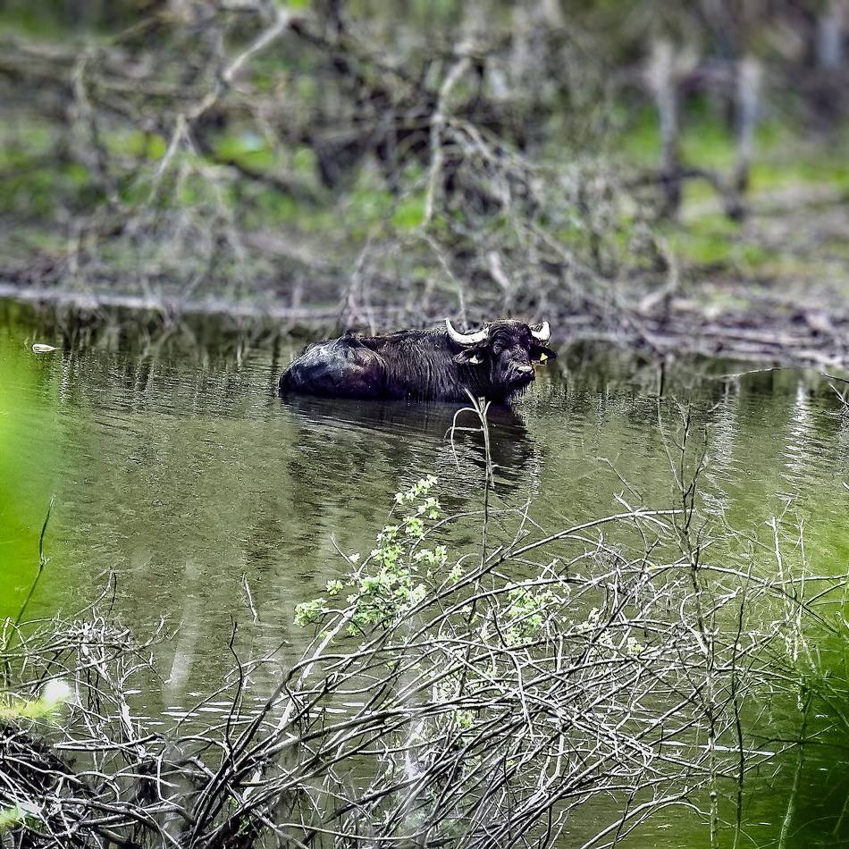 Naturschutzgebiet Hornpottweg: Auf „Expedition“ zu den Leverkusener Wasserbüffeln