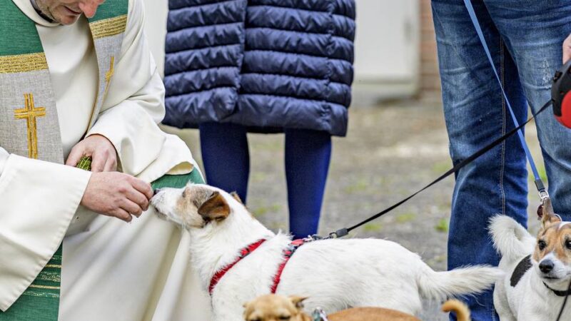 Heilige Messe in Dormagen: Dort kann man seine Tiere segnen lassen