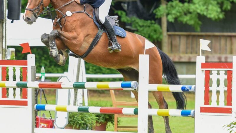 Großevent mit Rasenchampionat: Bedburg-Hau wird an Pfingsten zur großen Bühne für den Reitsport