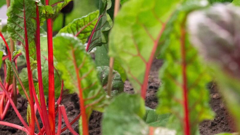 Projekt in Süchteln: Tomaten, Basilikum und Mangold mitten in der Fußgängerzone