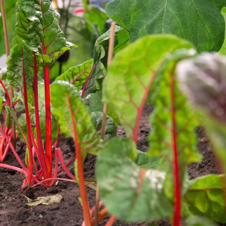 Projekt in Süchteln: Tomaten, Basilikum und Mangold mitten in der Fußgängerzone
