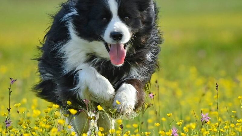 Polizei sucht nach Zeugen: Zoff unter Hunden eskaliert in Kleve – Mann soll Frau gewürgt haben