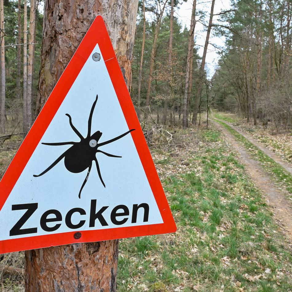 Was Dormagener Ärzte raten: Angst vor Zecken – „Einige kommen in heller Panik zu uns in die Praxis“
