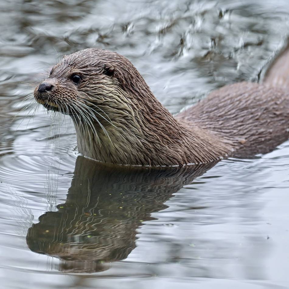 Artenvielfalt am Niederrhein: Fischotter kehrt in die Lippe zurück – was dafür getan werden musste
