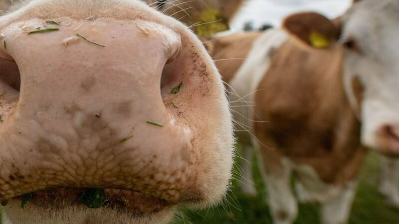 Könnten inzwischen in Kaarst sein: Kühe in Schiefbahn ausgebüxt