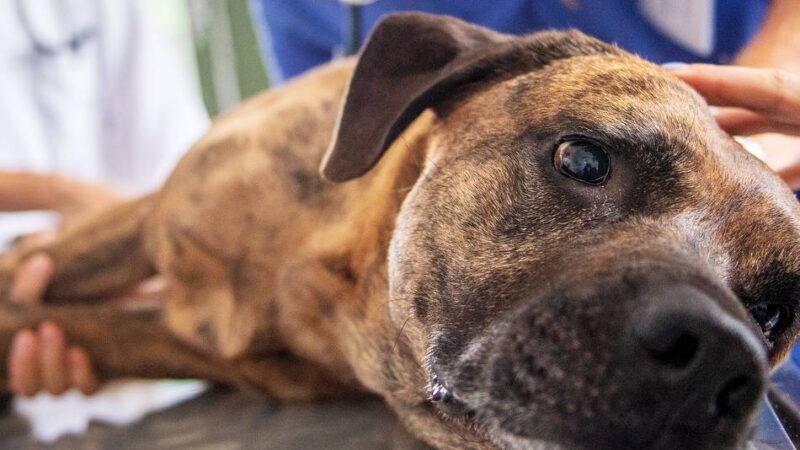 Idee von Lokalpolitiker: Wie realistisch ist eine Tierklinik für Neuss?