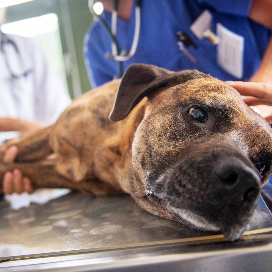 Idee von Lokalpolitiker: Wie realistisch ist eine Tierklinik für Neuss?