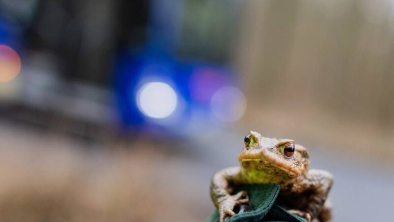 Krötenwanderung beendet: Mehr als 3100 Amphibien in Kempen gerettet