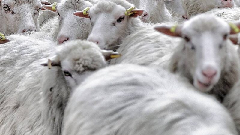 Hildener Heide: 500 Moorschnucken ziehen ab Samstag durch die Heide
