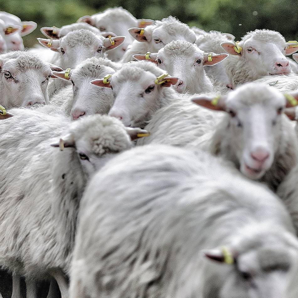 Hildener Heide: 500 Moorschnucken ziehen ab Samstag durch die Heide