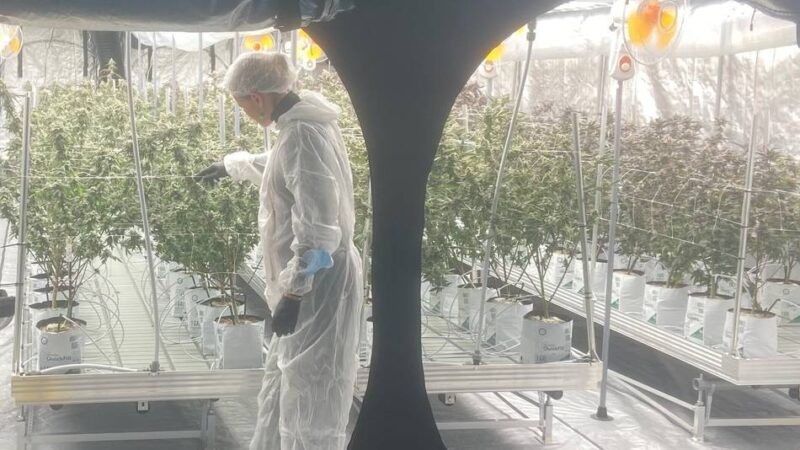 Cannabis-Club Duisburg: Geheimer Grow: Blick hinter die Kulissen des Green Mile