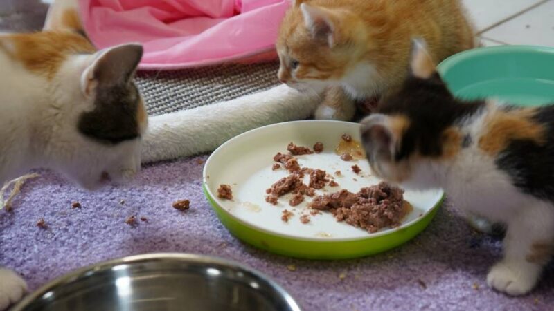 Einrichtung für Radevormwald und Remscheid: Chance für Tiere auf ein neues Zuhause