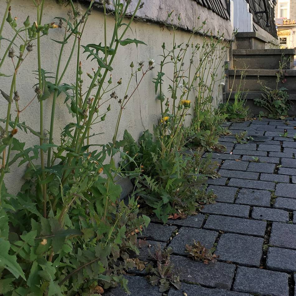 Finanzausschuss in Brüggen: Endlich Lösung im Streit um die Straßenreinigungsgebühren