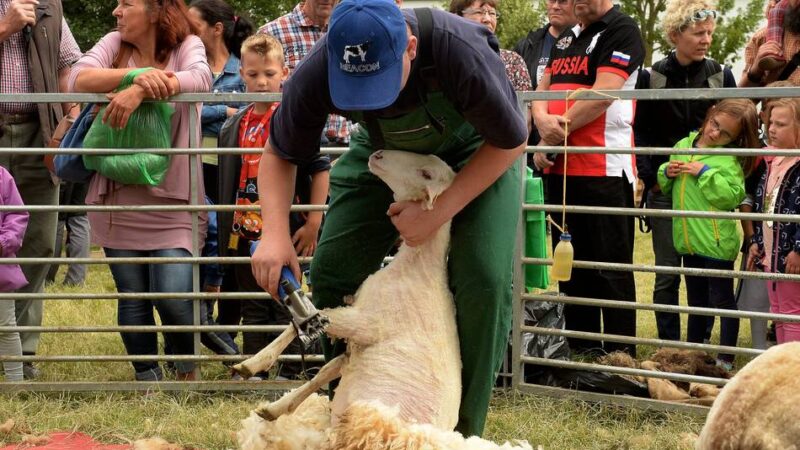 Gefeiert wird am Schafschurfest: Tierpark Weeze feiert 60. Geburtstag