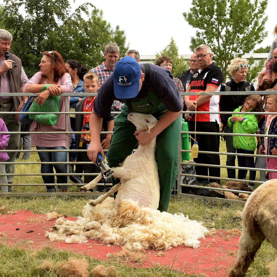 Gefeiert wird am Schafschurfest: Tierpark Weeze feiert 60. Geburtstag