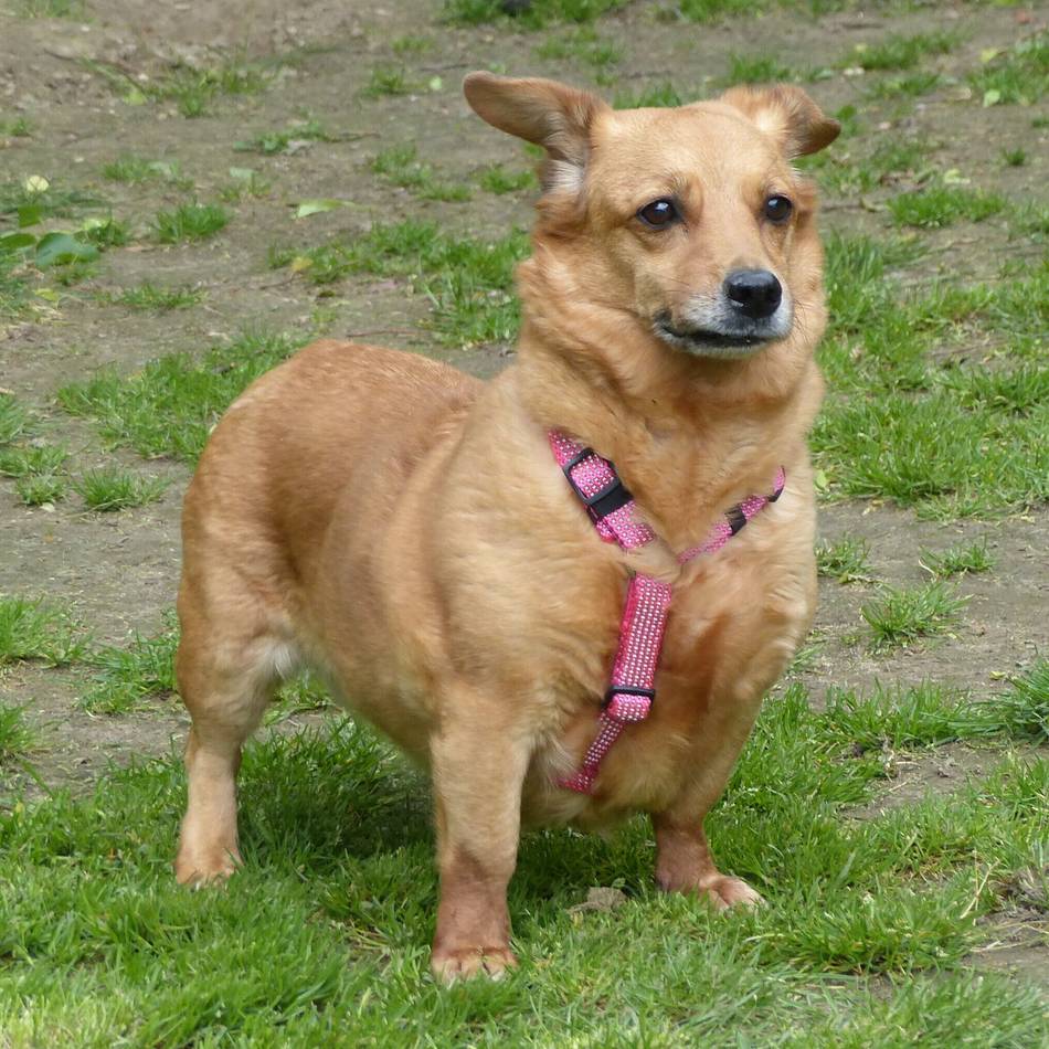 Tier der Woche in Nettetal: Toffee will kuscheln und muss abnehmen