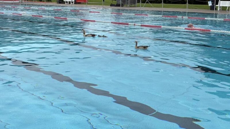 Kaum Schwimmer, dafür Enten im Neusser Südbad: Freibad-Saison startet verregnet – und mit Ärgernis