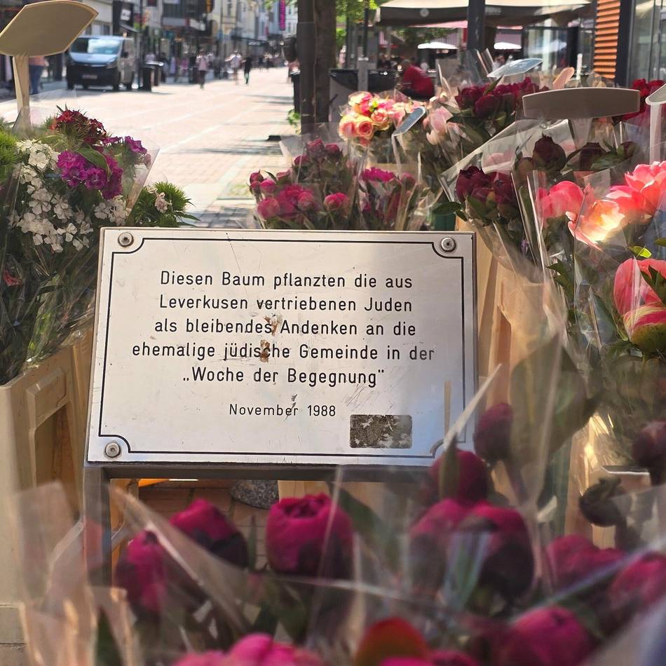 Nach Gedenkbaumschwund in Leverkusen: Neuer Kirschbaum soll jüdisches Erbe in Leverkusen lebendig halten