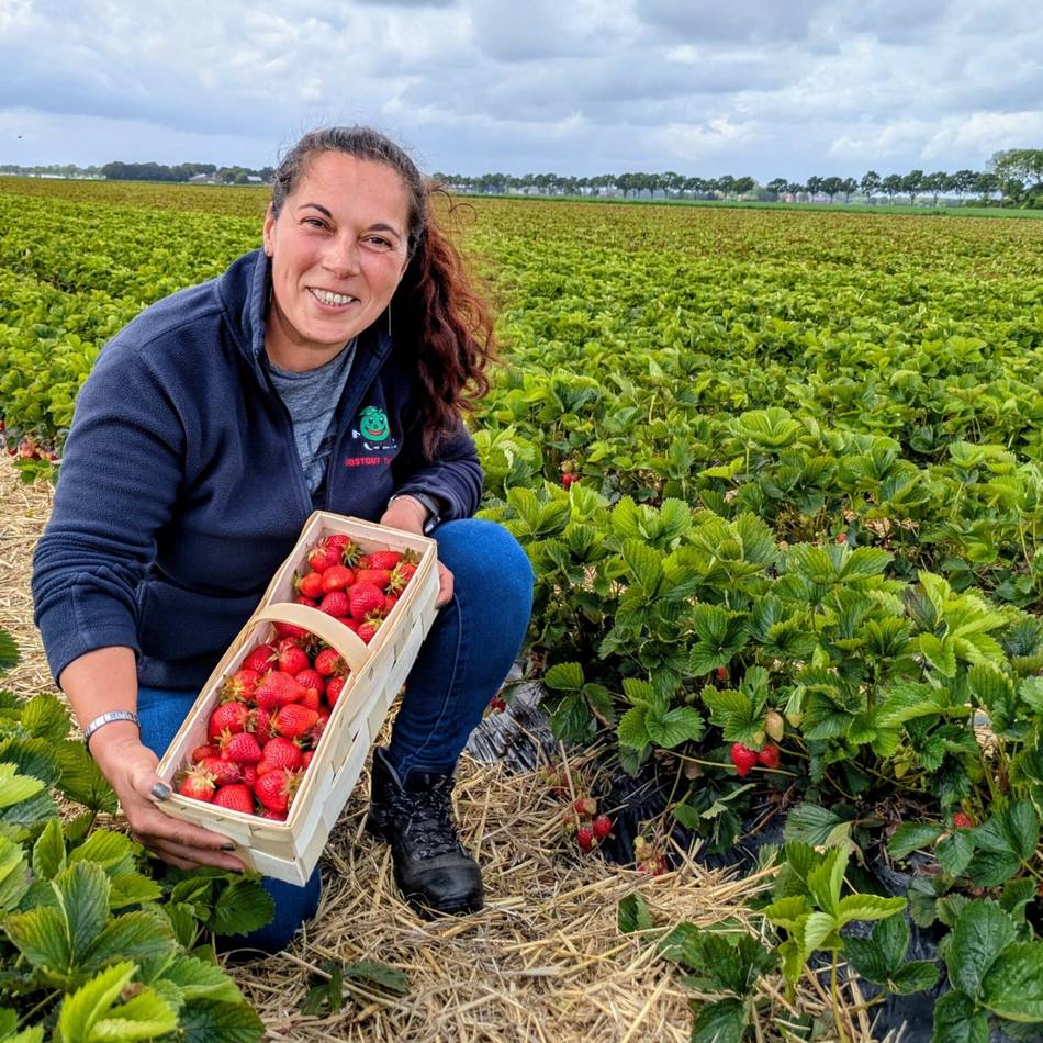 Freilanderdbeeren aus dem Kreis Viersen: Frisch gepflückt schmecken Erdbeeren am besten