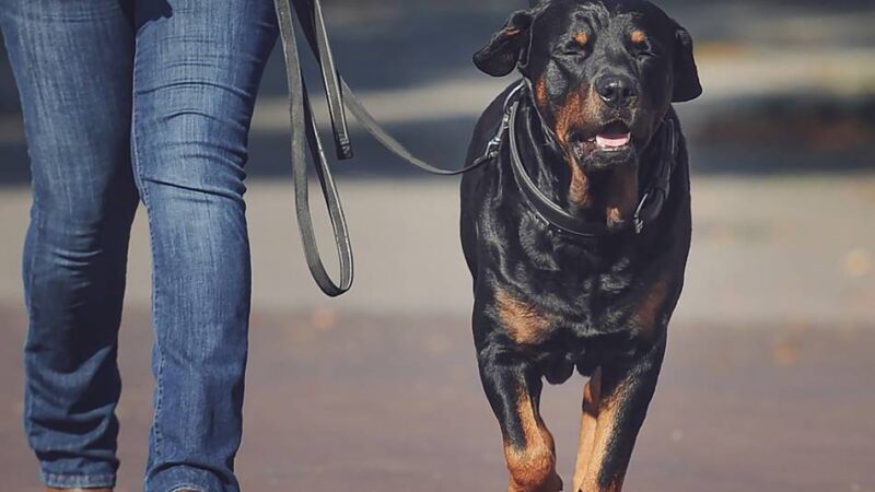 Mehr Geld für die Stadtkasse: Angekündigte Hundesteuer-Kontrolle in Kleve zeigt Wirkung