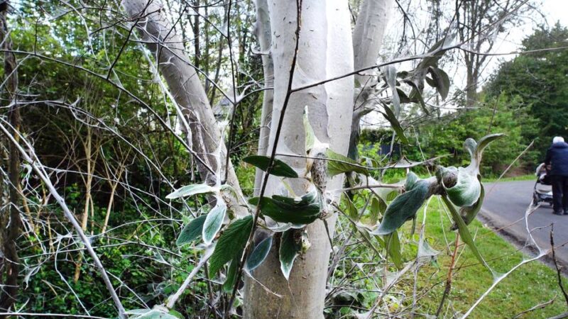 Natur in Ratingen: Gespinstmotten fressen Sträucher kahl