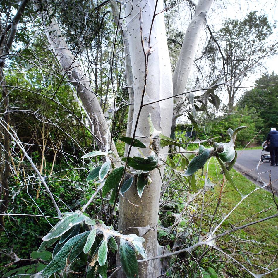 Natur in Ratingen: Gespinstmotten fressen Sträucher kahl