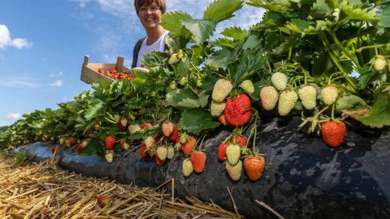 Erdbeersaison startet in Krefeld: Ab aufs Feld – hier kann man Erdbeeren selbst pflücken