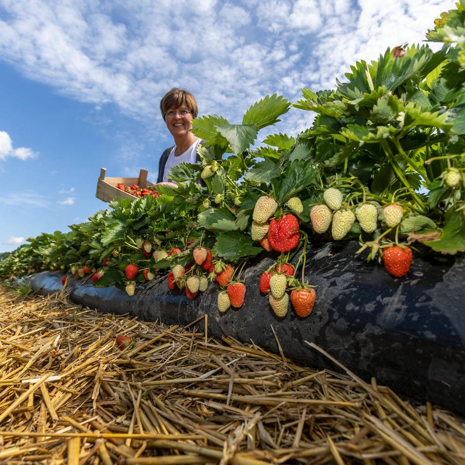 Erdbeersaison startet in Krefeld: Ab aufs Feld – hier kann man Erdbeeren selbst pflücken
