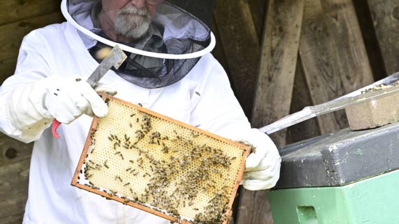 Zum Weltbienentag in Mönchengladbach: „Wenn die Bestäuber sterben, stirbt auch der Mensch“