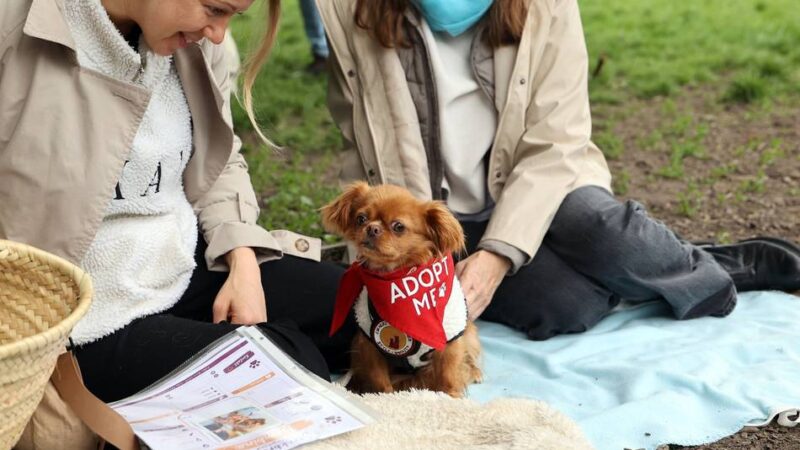 „Bark Date“ in Mönchengladbach: Liebe auf den ersten Hundeblick