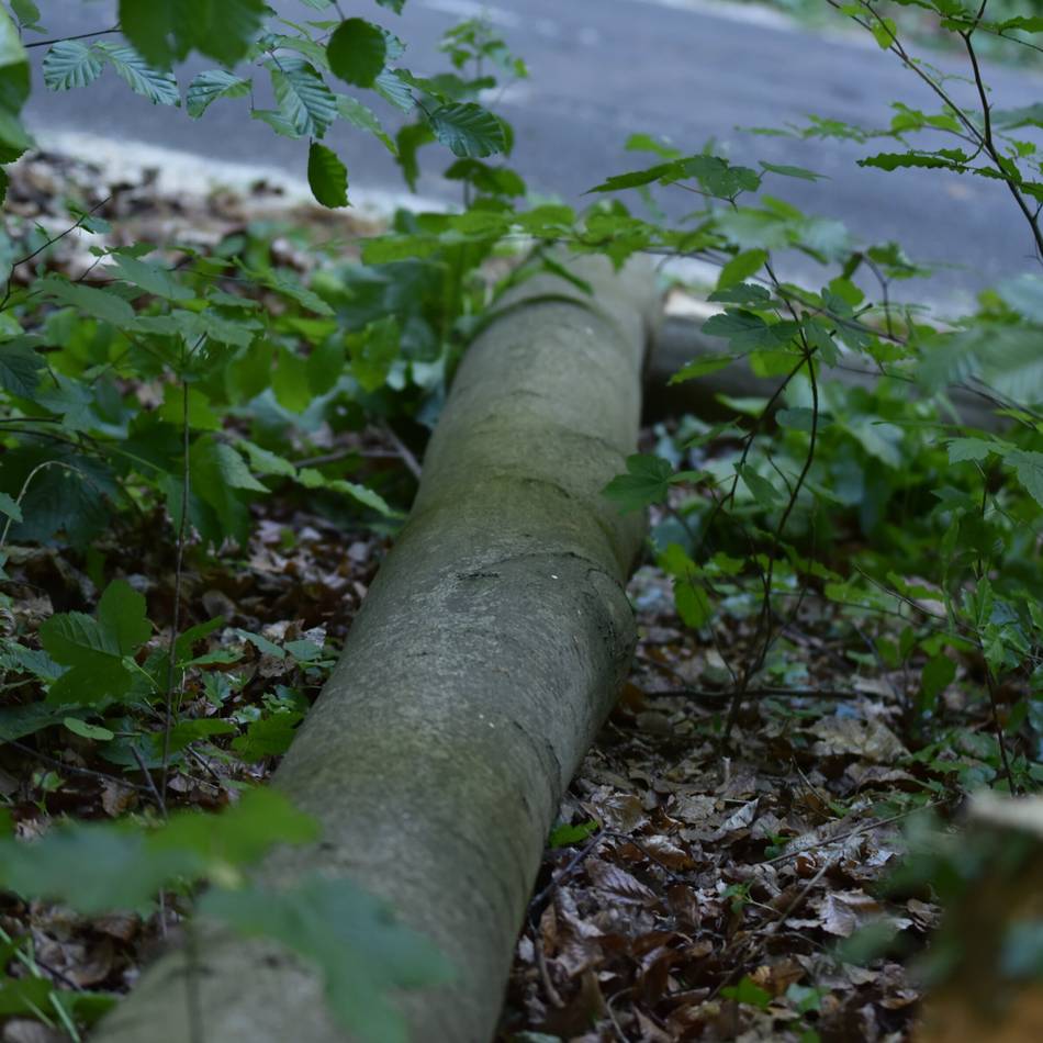 Am Hülser Berg in Krefeld: Mit Kettensäge: Bäume gezielt auf Straßen gestürzt
