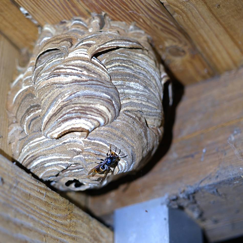 Artenschutz in Meerbusch: Behörden geben Kampf gegen Asiatische Hornisse auf