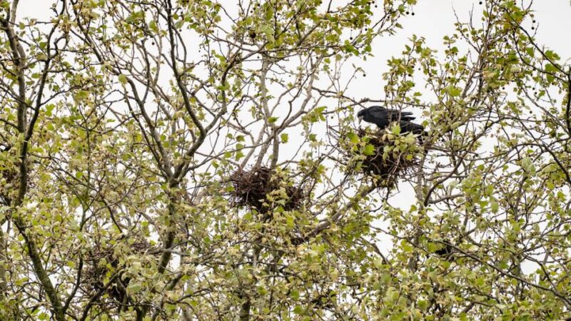 Falkner mit Greifvögeln?: CDU fordert schnelle Maßnahmen gegen Saatkrähen-Plage in Kleve