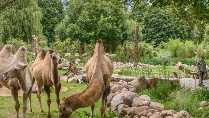 Auszeichnung im Kreis Kleve: Kreis Kleve zeichnet vier Institutionen mit Heimat-Preis 2026 aus