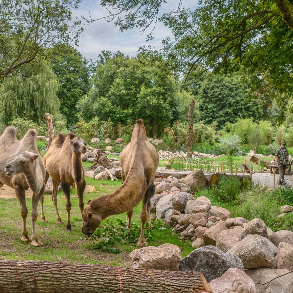 Eintritt in Tiergarten Kleve: Zoff um Zoo-Zuschuss – „Sorgen Sie doch bitte mal für die Transparenz“
