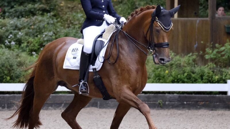 Reitsport im Kreis Mettmann: Vom Einsteiger bis zum Europameister: Dressurturnier zieht Fans an