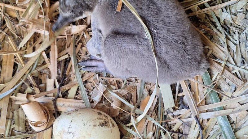 Sind die niedlich!: Erstmals seit 2014 schlüpfen Pinguinküken im Krefelder Zoo