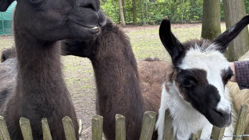 Führung durch die Anlage in Weeze: „Asterix“ hat im Tierpark nichts zu melden