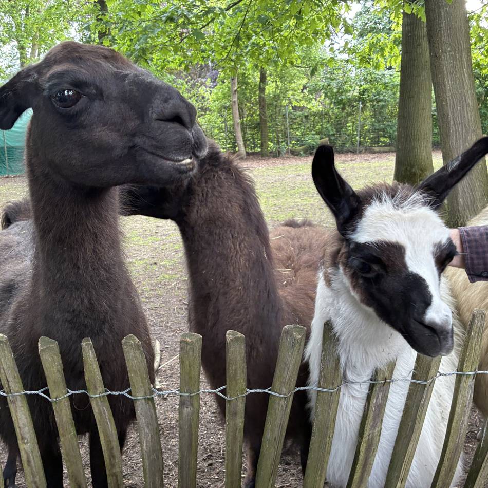 Führung durch die Anlage in Weeze: „Asterix“ hat im Tierpark nichts zu melden