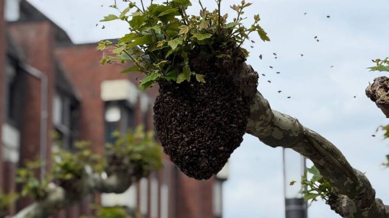 Aufsehen in Grevenbroich: Bienenschwarm landet mitten in der City