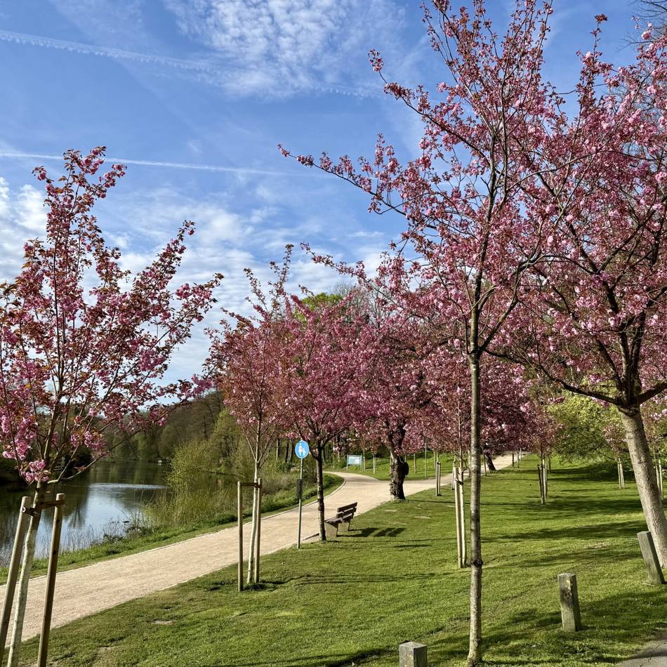 Millionenprojekt vor der Landesgartenschau: Neue Sitzstufen sollen Klever am Bleichenberg ans Wasser bringen