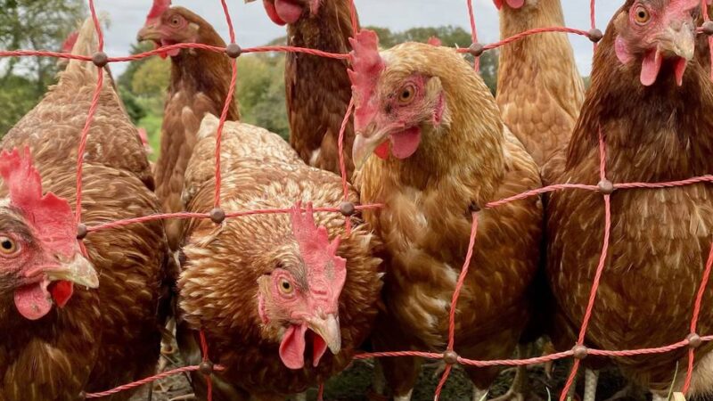 Tierquälerei in Goch: Unbekannte töten Dutzende Hühner und stehlen Hennen