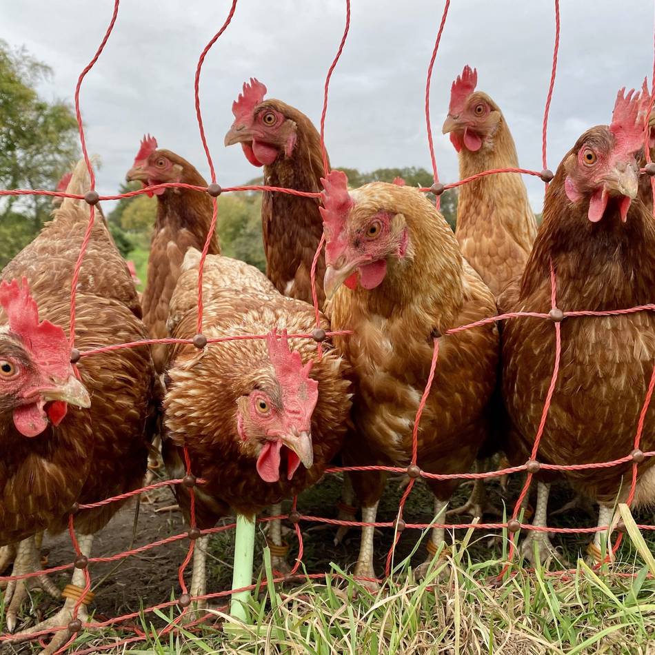 Tierquälerei in Goch: Unbekannte töten Dutzende Hühner und stehlen Hennen