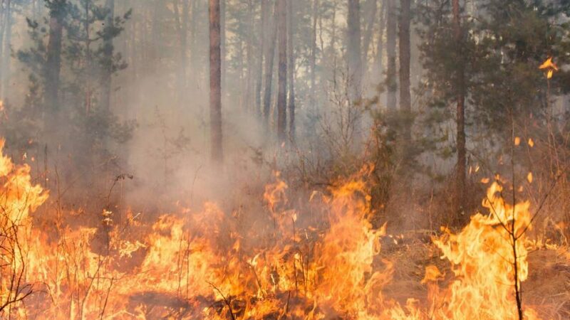Einsatzleiter trainieren in Weeze: Feuerwehr übt das Bekämpfen von Waldbränden