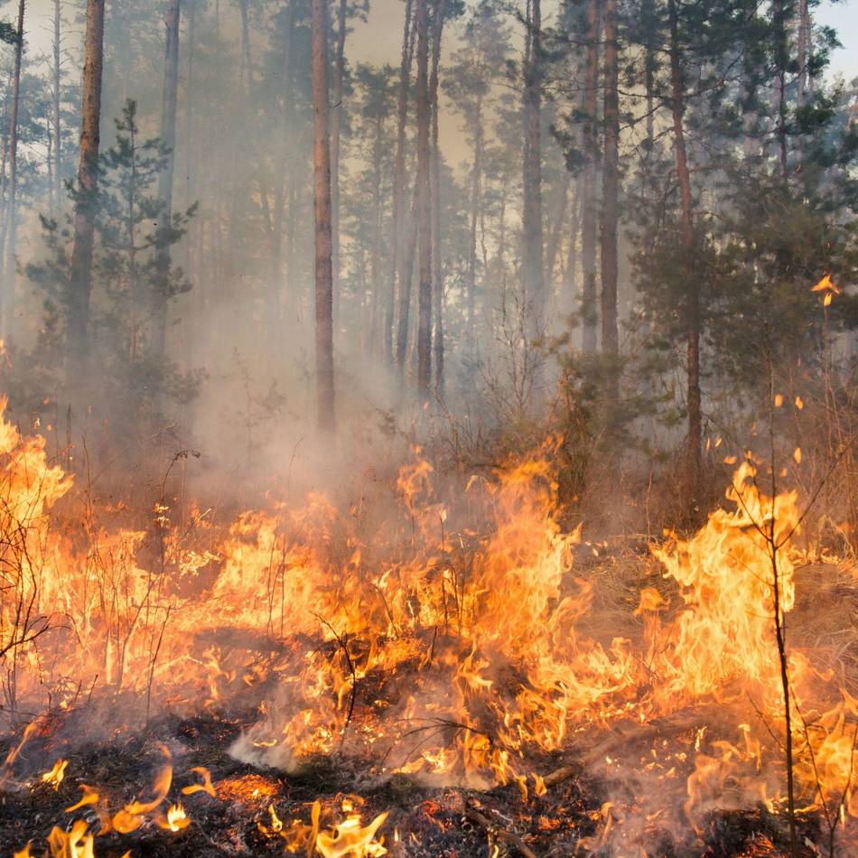 Einsatzleiter trainieren in Weeze: Feuerwehr übt das Bekämpfen von Waldbränden