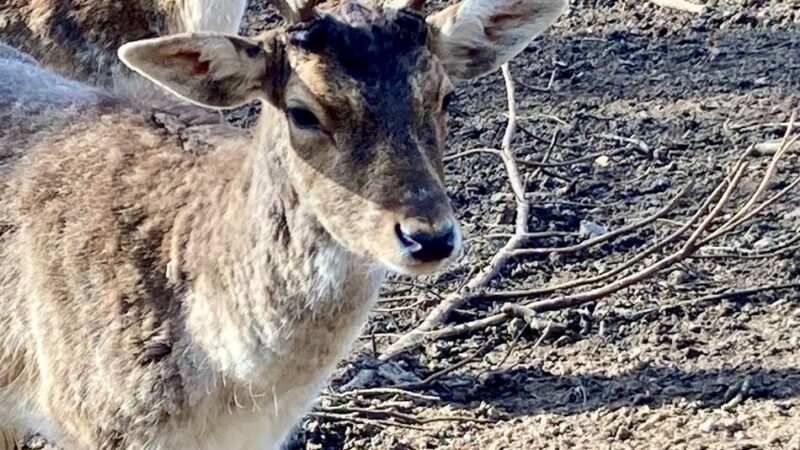 Tiergehege in Neuss: Streit um Zukunft von Damwildgehege landet bei den Bürgern