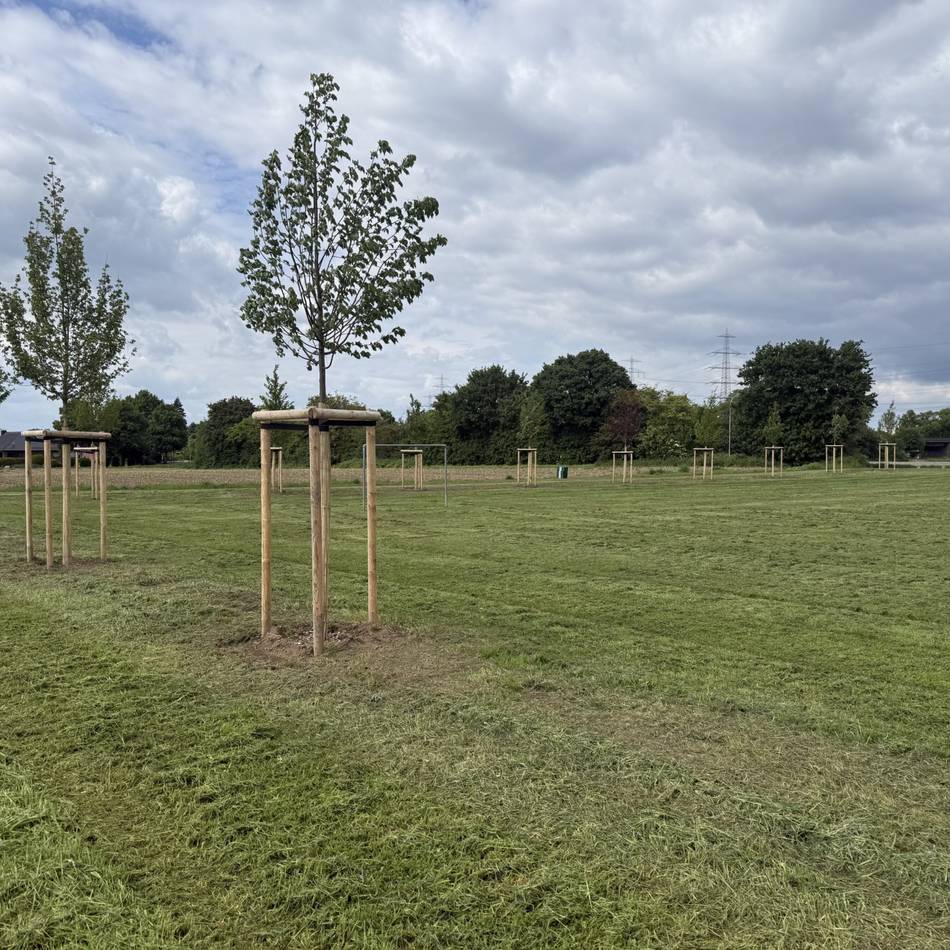 Brauchtum in Delrath: Königsbäume verschönern Festplatz