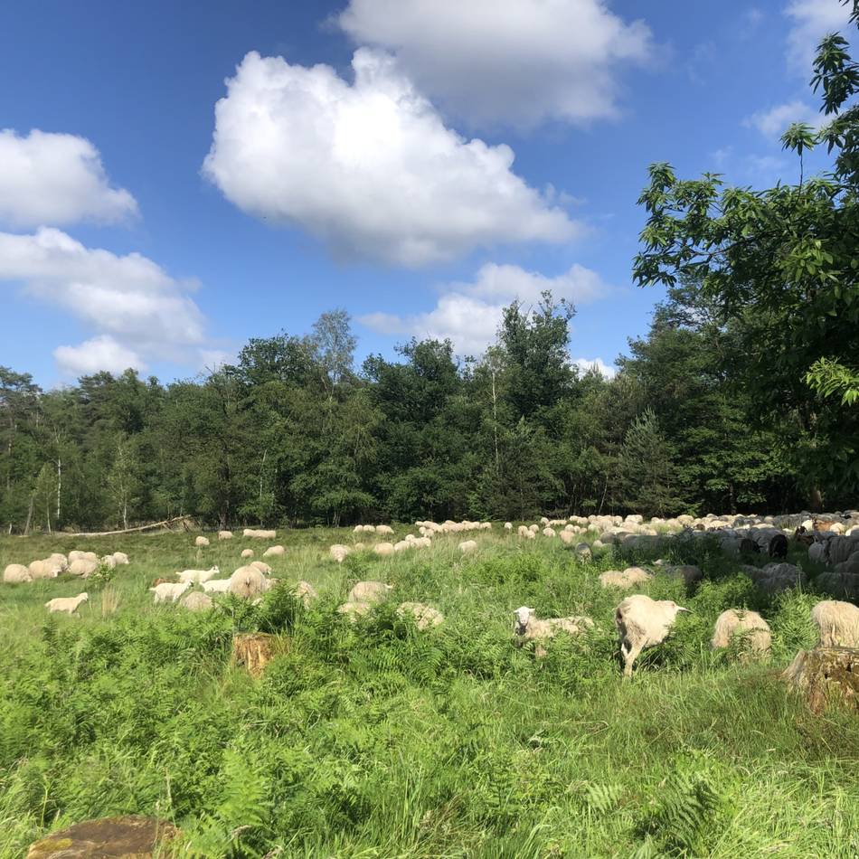 Landschaftspflege auf 2200 Beinen: Schafherde grast in Hilden, Solingen, Langenfeld