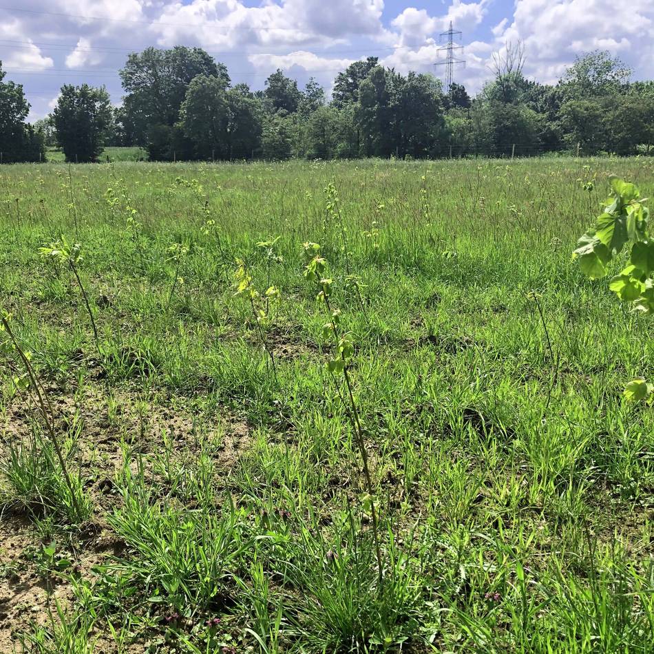 Natur in Moers: Stadt legt neuen Wald an der Filder Straße an